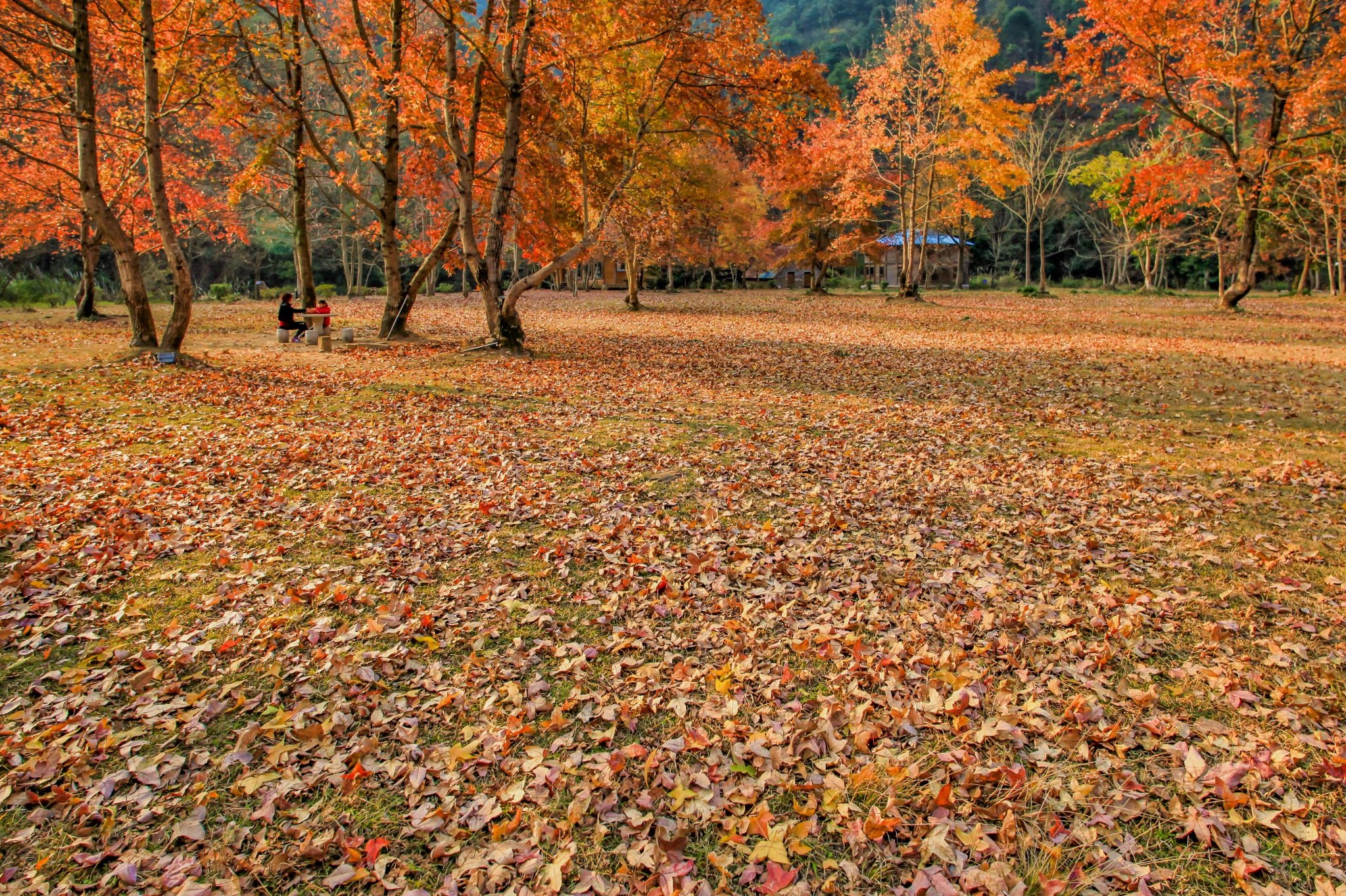 Lingxi River Forest Park